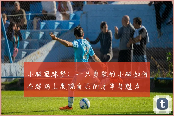 小猫篮球梦：一只勇敢的小猫如何在球场上展现自己的才华与魅力